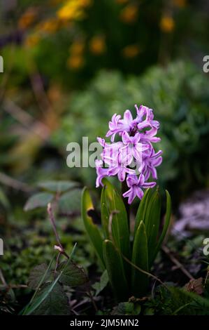 Eine Nahaufnahme einer Hyazinthe-Blume auf einem Feld Stockfoto