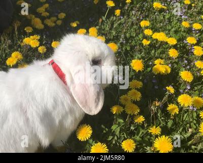 Eine Nahaufnahme eines entzückenden Holland Lop in den frischen Blumen und Gras der Wiese Stockfoto