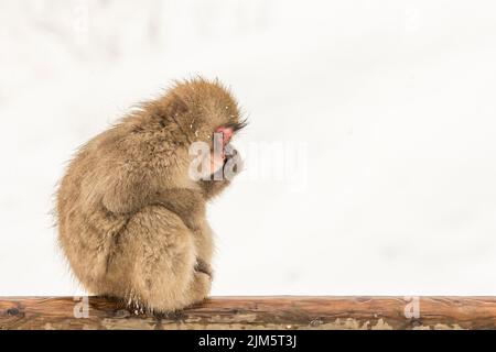 Eine Selektion eines japanischen Makaken (Macaca fuscata) in einem verschneiten Gebiet Stockfoto