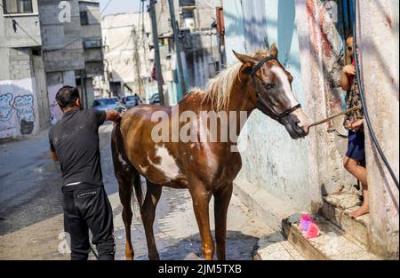 Gaza, Palästina. 4. August 2022. Ein Palästinenser kühlt sein Pferd inmitten der schweren Hitzewelle im nördlichen Gazastreifen ab. (Bild: © Mahmoud Issa/SOPA Images via ZUMA Press Wire) Stockfoto