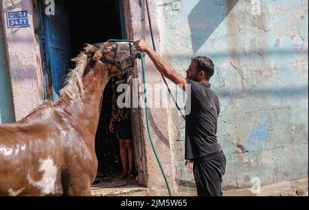 Gaza, Palästina. 4. August 2022. Ein Palästinenser kühlt sein Pferd inmitten der schweren Hitzewelle im nördlichen Gazastreifen ab. (Bild: © Mahmoud Issa/SOPA Images via ZUMA Press Wire) Stockfoto