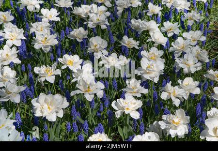 Eine Nahaufnahme von wunderschönen weißen Tulpenblüten, die im Frühling in einem botanischen Garten blühen Stockfoto