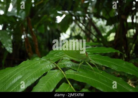 Nahaufnahme einer gewöhnlichen echten Katydide (Pterophylla camellifolia) Stockfoto