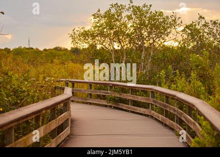 Eine malerische Aussicht auf die Promenade über Sumpfland auf dem Anhinga Trail in den Florida Everglades Stockfoto