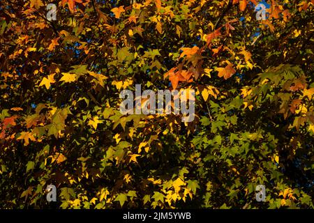 Eine Nahaufnahme von amerikanischem Süßgummi im Herbst Stockfoto