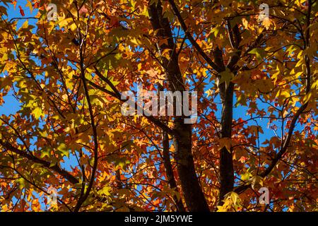 Eine Nahaufnahme von amerikanischem Süßgummi im Herbst Stockfoto