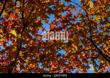 Eine Nahaufnahme von amerikanischem Süßgummi im Herbst Stockfoto