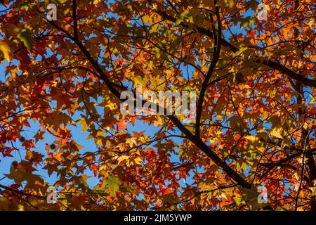 Eine Nahaufnahme von amerikanischem Süßgummi im Herbst Stockfoto