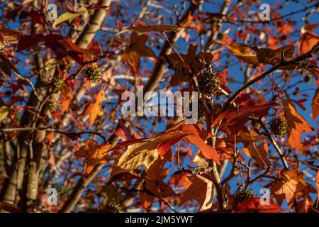 Eine Nahaufnahme von amerikanischem Süßgummi im Herbst Stockfoto