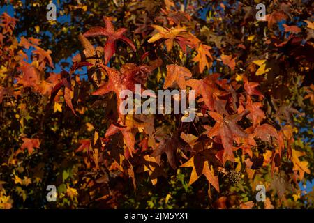 Eine Nahaufnahme von amerikanischem Süßgummi im Herbst Stockfoto