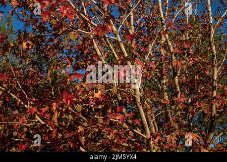 Eine Nahaufnahme von amerikanischem Süßgummi im Herbst Stockfoto