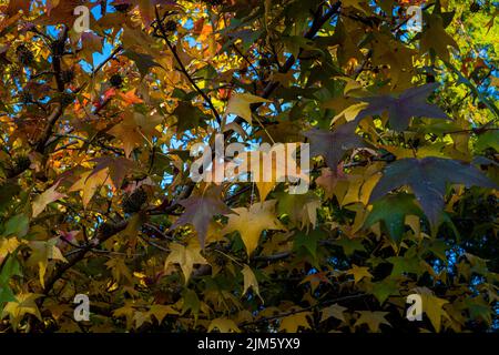 Eine Nahaufnahme von amerikanischem Süßgummi im Herbst Stockfoto