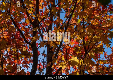 Eine Nahaufnahme von amerikanischem Süßgummi im Herbst Stockfoto