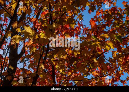 Eine Nahaufnahme von amerikanischem Süßgummi im Herbst Stockfoto