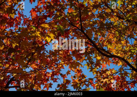 Eine Nahaufnahme von amerikanischem Süßgummi im Herbst Stockfoto