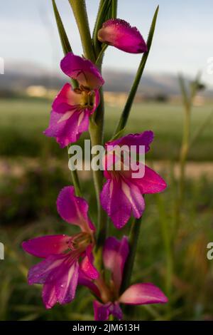 Nahaufnahme eines wilden Gladiolus, Gladiolus illyricus, mit Tautropfen im Morgengrauen Stockfoto