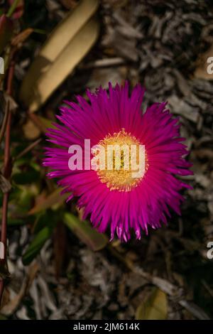 Nahaufnahme eines violetten und gelb-rosa Asters mit unscharfem Hintergrund Stockfoto