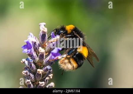 Bumblebee, Bombus terrestris auf Lavendelblüten Stockfoto