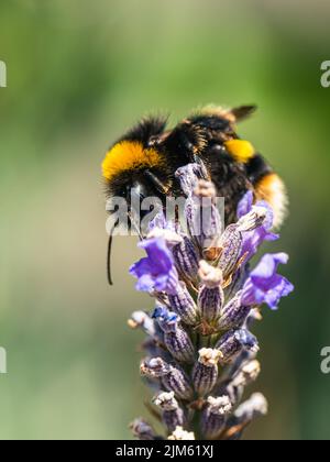 Bumblebee, Bombus terrestris auf Lavendelblüten Stockfoto
