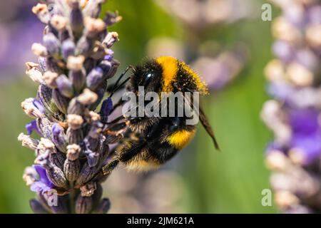 Bumblebee, Bombus terrestris auf Lavendelblüten Stockfoto