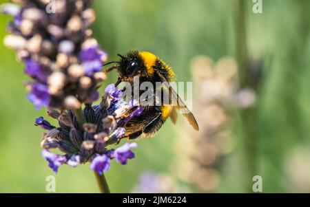Bumblebee, Bombus terrestris auf Lavendelblüten Stockfoto