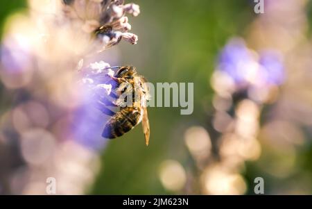 Europäische Honigbiene oder westliche Honigbiene, APIs mellifera auf Lavendelblüten Stockfoto