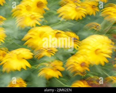 Verschwommene oder verschwommene gelbe Blumen, abstrakt und bunt für einen Hintergrund oder ein abstraktes Muster oder eine Textur. Stockfoto