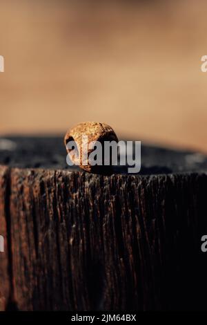 Amarula-Nuss von einem Baum, der wie der Kopf eines Außerirdischen aus dem Weltraum aussieht Stockfoto