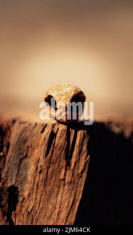 Amarula-Nuss von einem Baum, der wie der Kopf eines Außerirdischen aus dem Weltraum aussieht Stockfoto