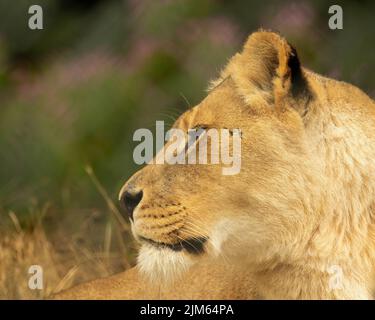 Imposante afrikanische Löwin, Panthera leo, Seitenansicht, Kopfaufnahme mit natürlichem Bokeh-Hintergrund Stockfoto