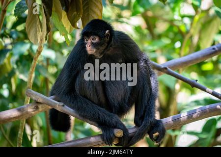 Ein Großteil der Tierwelt im Zoo Quistococha in Iquitos, Peru, wird aus dem Tierhandel gerettet. Hier ist der peruanische Spinnenaffe (Ateles chamek) abgebildet. Stockfoto