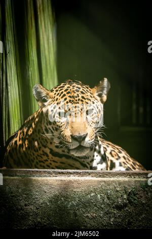 Ein Großteil der Tierwelt im Zoo Quistococha in Iquitos, Peru, wird aus dem Tierhandel gerettet. Hier ist der Leopard (Panthera onca) abgebildet. Stockfoto
