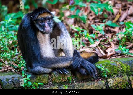 Ein Großteil der Tierwelt im Zoo Quistococha in Iquitos, Peru, wird aus dem Tierhandel gerettet. Hier ist der peruanische Spinnenaffe (Ateles chamek) abgebildet. Stockfoto