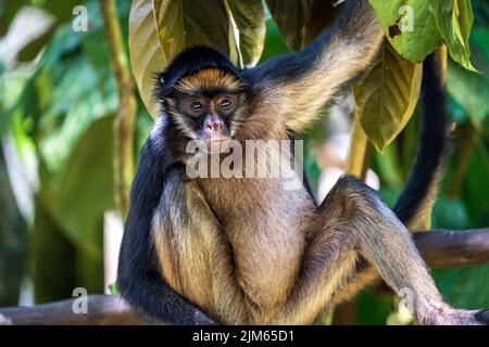 Ein Großteil der Tierwelt im Zoo Quistococha in Iquitos, Peru, wird aus dem Tierhandel gerettet. Hier ist der getuftete Kapuziner (Sapajus apella) abgebildet. Stockfoto