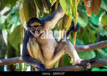 Ein Großteil der Tierwelt im Zoo Quistococha in Iquitos, Peru, wird aus dem Tierhandel gerettet. Hier ist der getuftete Kapuziner (Sapajus apella) abgebildet. Stockfoto