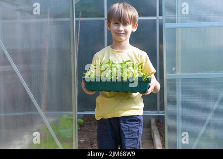 Der Junge hält eine Kiste mit Pfefferpflanzen. Home Gartenarbeit Stockfoto