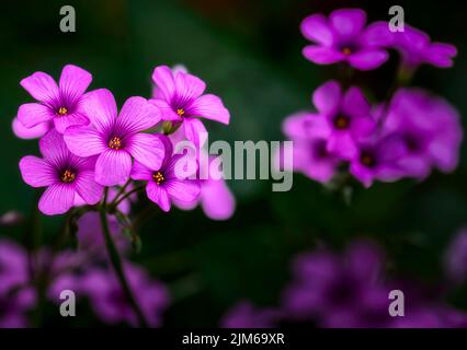 Eine Nahaufnahme von violettem Waldsänger, Oxalis violacea, die im Garten wächst Stockfoto