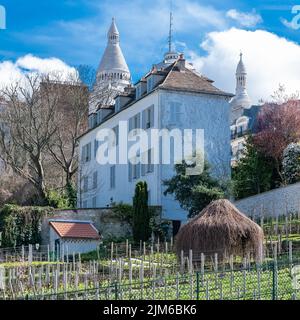 Paris, Weinberge des Montmartre im Frühjahr, mit der Basilika im Hintergrund Stockfoto