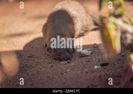 Eine kleine Mungo in einem Wildreservat in Afrika, umgeben von wilder Natur Stockfoto