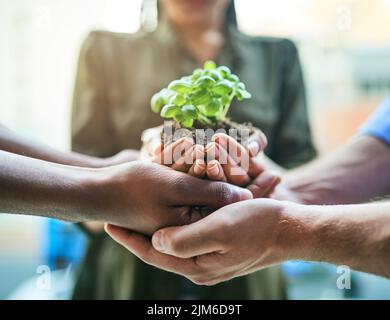 Wachstum, Teamarbeit und Pflanzen in den Händen der Öko-Gruppe von Menschen für die Landwirtschaft und die Zusammenarbeit in einem nachhaltigen grünen Unternehmen. Verschiedene Menschen halten Stockfoto