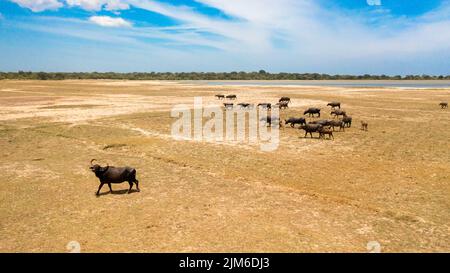 Draufsicht auf die Büffelherde in der Savanne im Nationalpark. Sri Lanka. Stockfoto