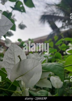 Mit Liebe von Rathya aufgenommen, Mobile Fotografie, leidenschaftliche Klicks, Naturfotografie, Makroaufnahmen, Hyderabadi Chicken Dum Biryani. Stockfoto