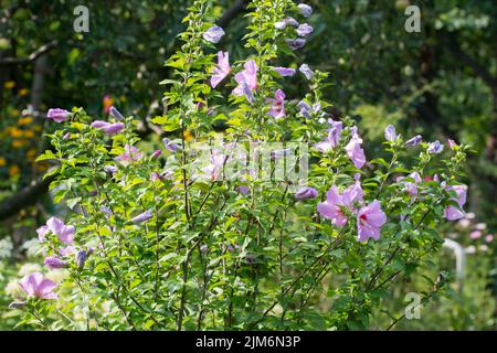 Hibiscus syriacus, syrische Ketmia rosa Blüten im Garten selektive Fokus Stockfoto