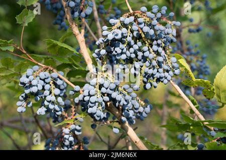 Mahonia aquifolium, oregon Traube blaue Beeren Nahaufnahme selektiver Fokus Stockfoto