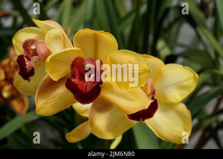 Eine Nahaufnahme von schönen Orchideenblumen auf dem Hintergrund der grünen Blätter Stockfoto