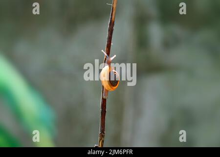 Gartenschnecke kriecht auf dem braunen Stamm einer Pflanze. Langsames und leichtes Leben oder Ziel hoch oder Ziel oder Aufmunterung Konzept. Stockfoto