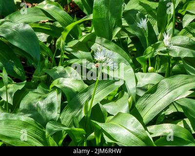 Bärlauch bereit für Foragi Stockfoto