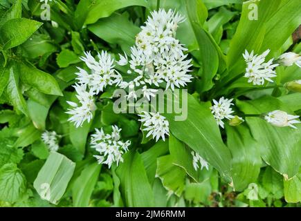 Bärlauch Blätter und Blumen Stockfoto