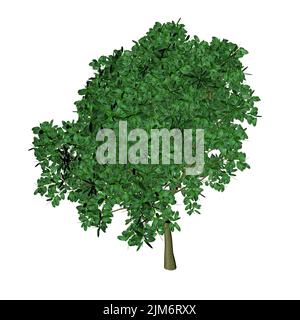 Ein 3D Rendering eines grünen Baumes isoliert auf weißem Hintergrund Stockfoto
