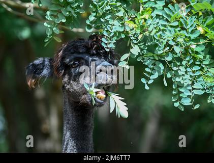 Vielitzsee, Deutschland. 28.. Juli 2022. Auf dem Gelände der Alpaka-Farm 'Alpaca nigra' isst ein Alpaka gerne grüne Blätter eines Rotkehlchen. Seit der Gründung des Hofes vor zwölf Jahren hat sich eine Herde von rund 60 Tieren zusammengeschlossen. Angeboten neben der Führung durch den Bauernhof seit diesem Jahr Alpaka Wanderungen in kleinen Gruppen von bis zu acht Tieren. Im Hofladen werden unter anderem Produkte aus der besonders weichen Alpakawolle verkauft. Quelle: Jens Kalaene/dpa/Alamy Live News Stockfoto